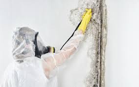 Reliable Jonesville, LA Mold Removal Services Solutions